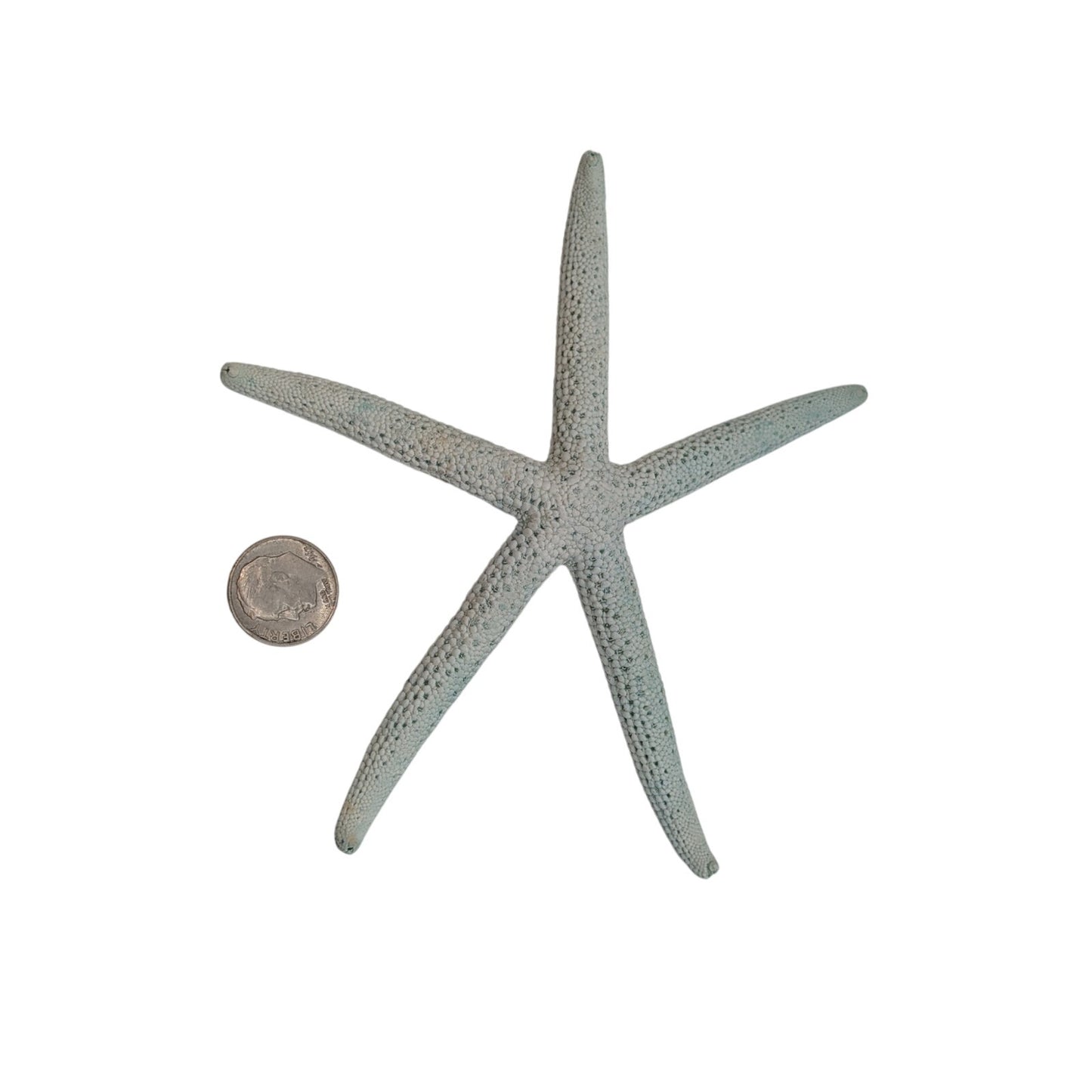 Large Dried Pale Blue Starfish Coastal Decor