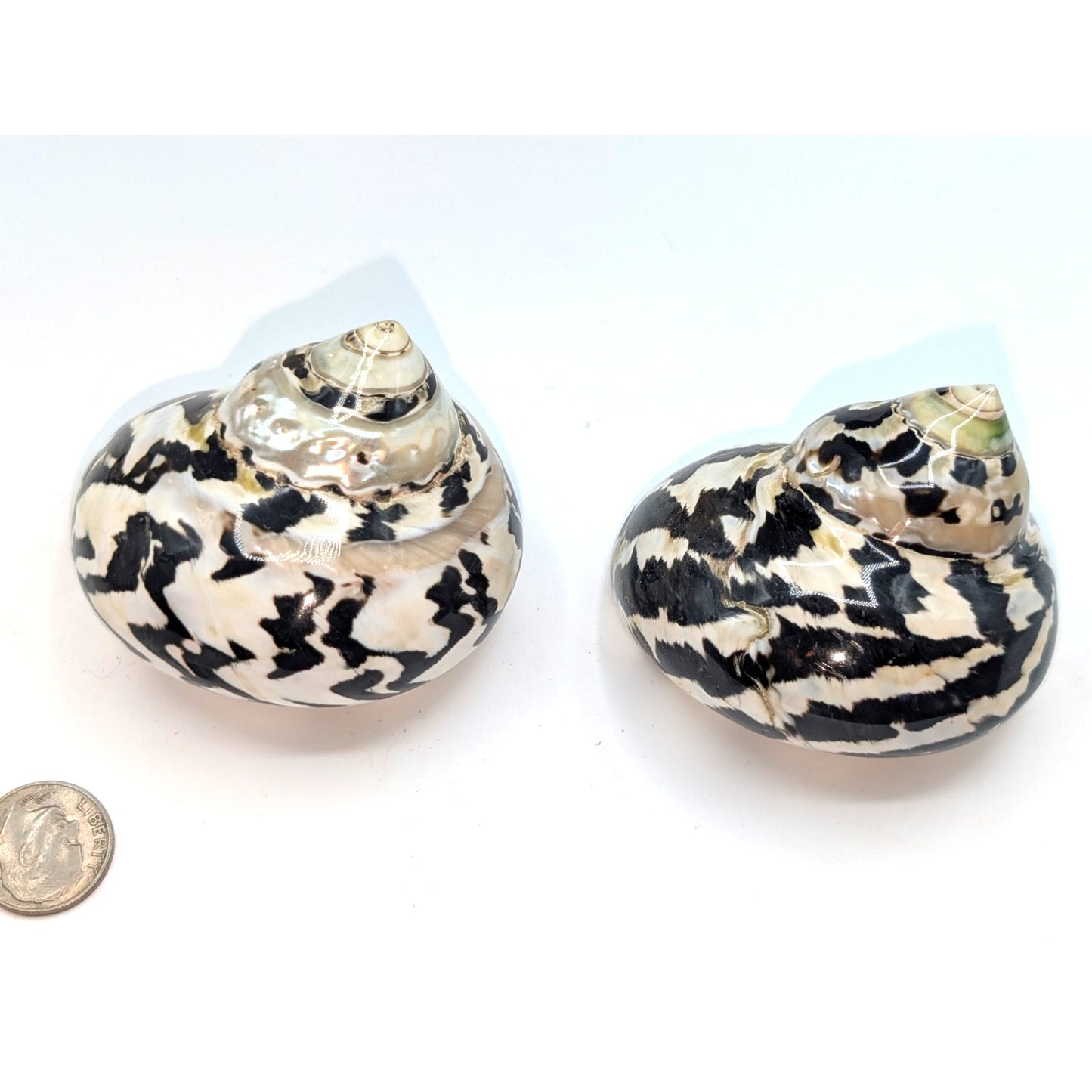 Set of Two Magpie Turbo Shell Black and White Seashell Coastal Decor