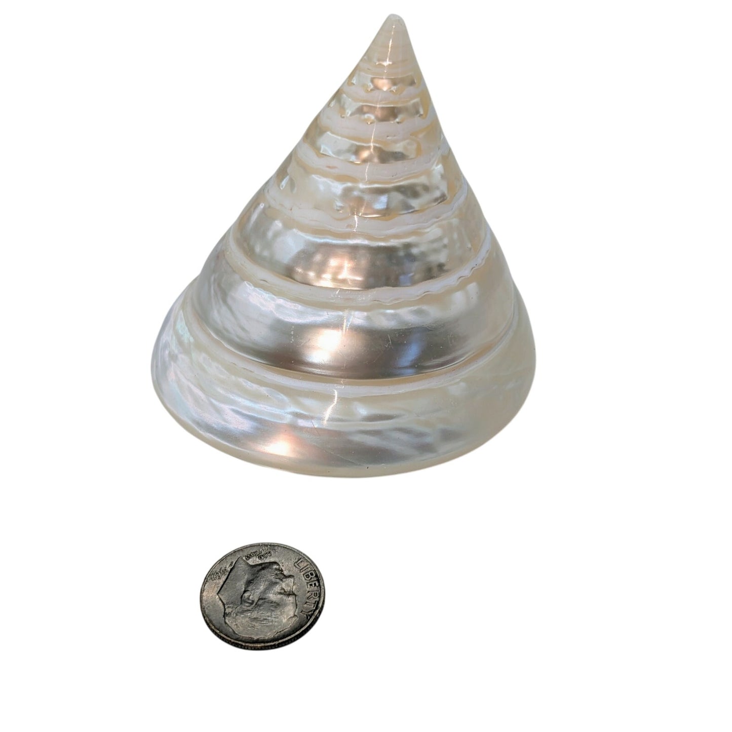 Seashell Spiral Silver/White Polished Trocha Turban Beach Shell