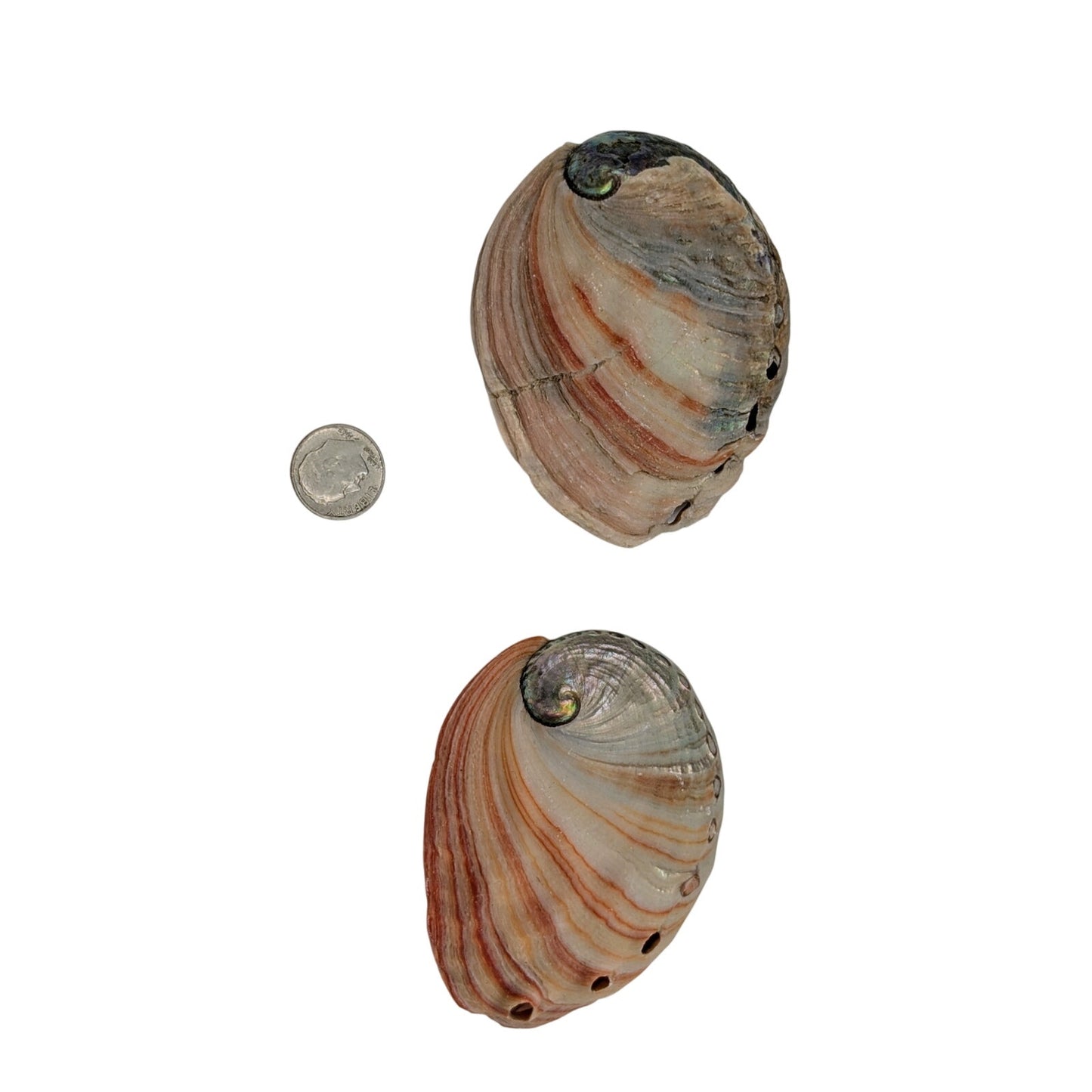 Set of Two Natural Sea Shell Red Abalone Sea Shells