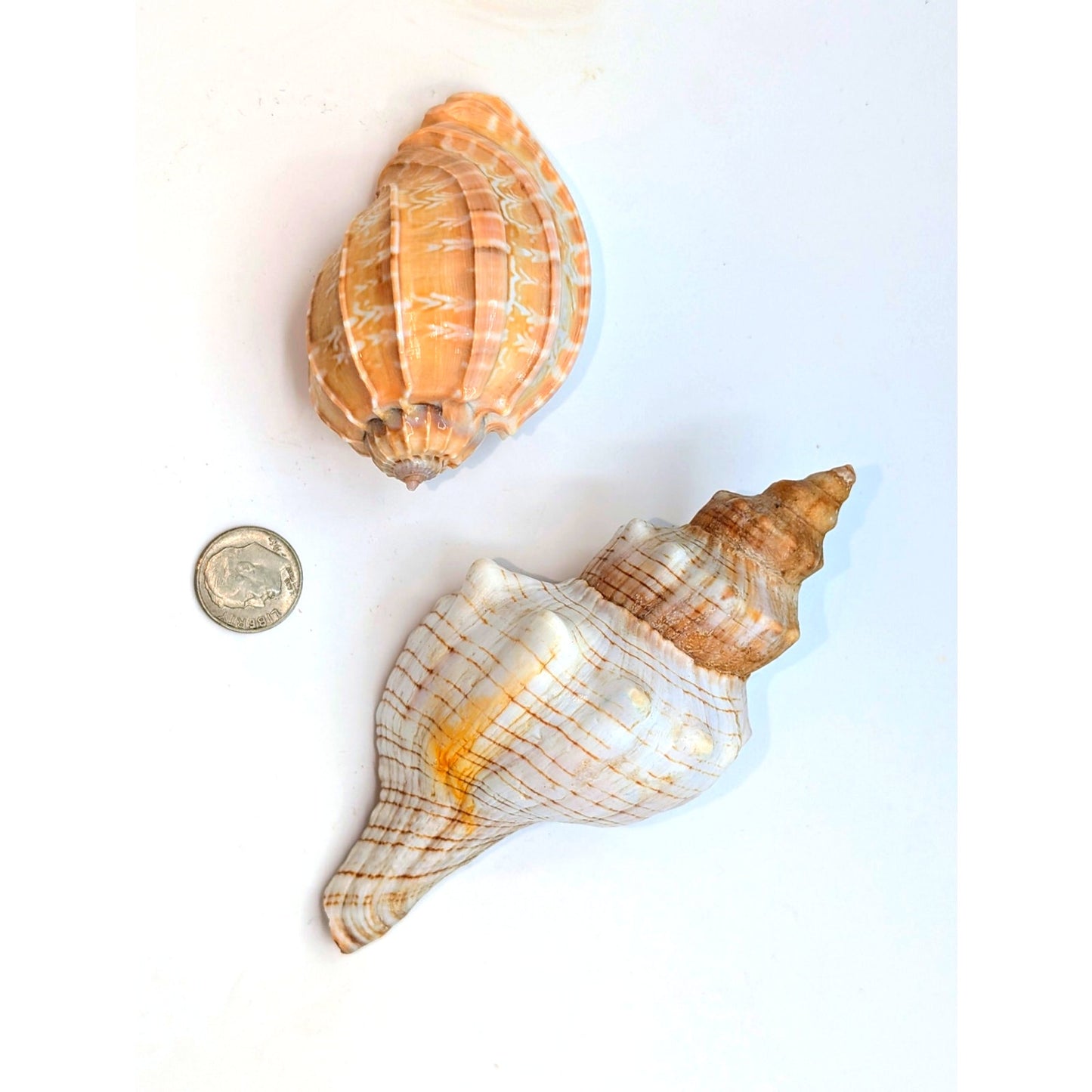 Fox & Harpa Davidis Sea Shell Coastal Decor