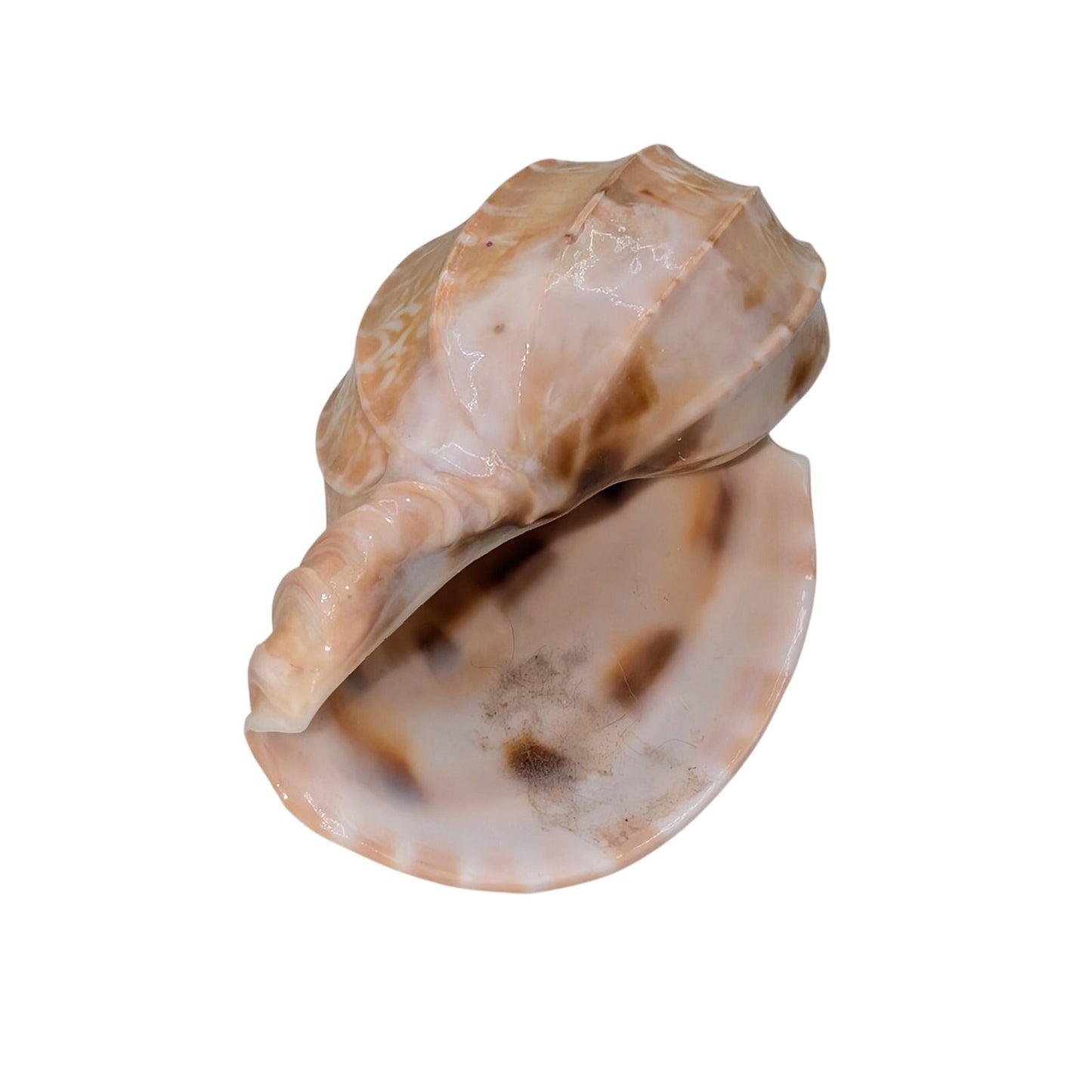 Fox & Harpa Davidis Sea Shell Coastal Decor