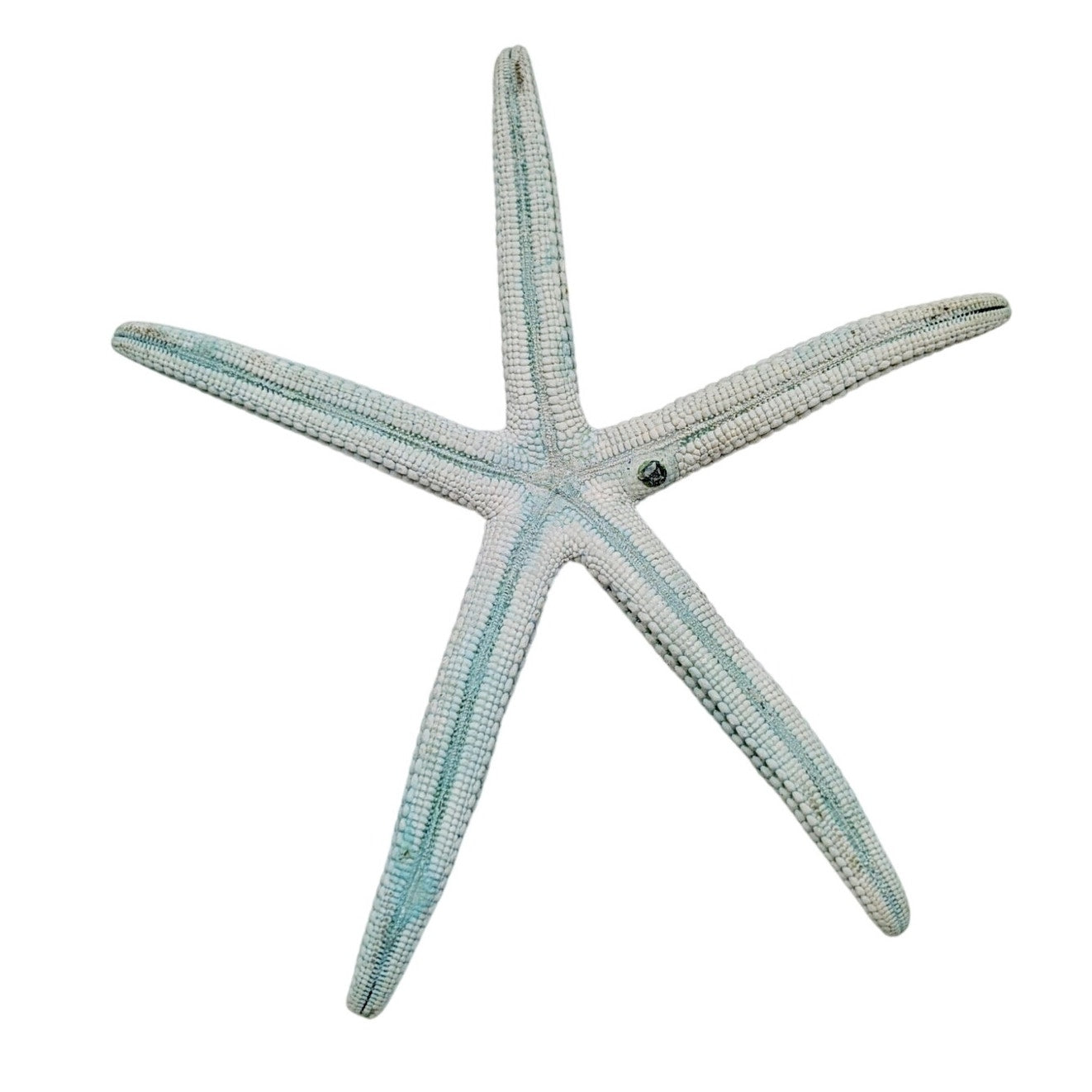 Large Dried Pale Blue Starfish Coastal Decor