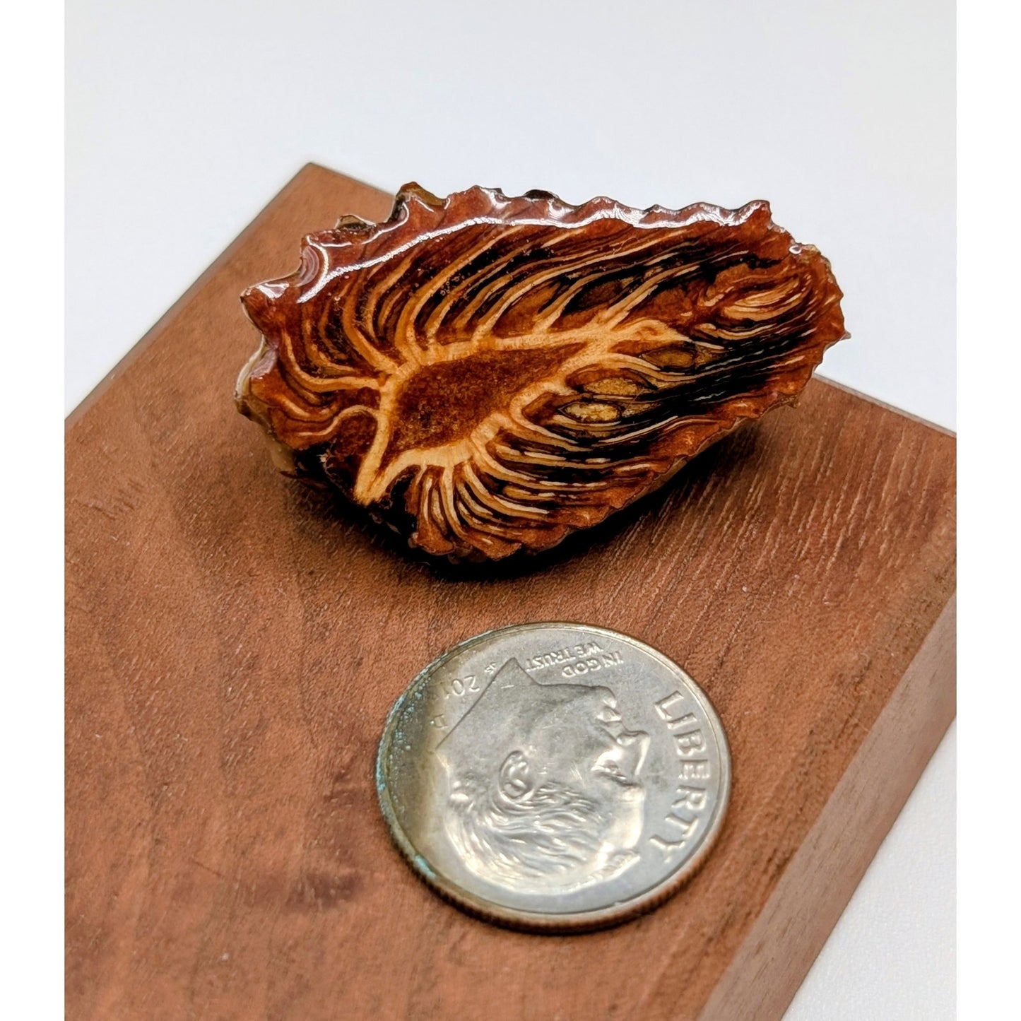 Halved Lacquered Pine Cone Pin