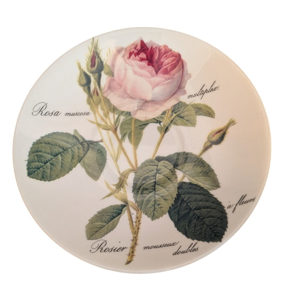 Vtg Roy Kirkham 1996 "Redoute Roses" Bone China English Breakfast Cup & Saucer