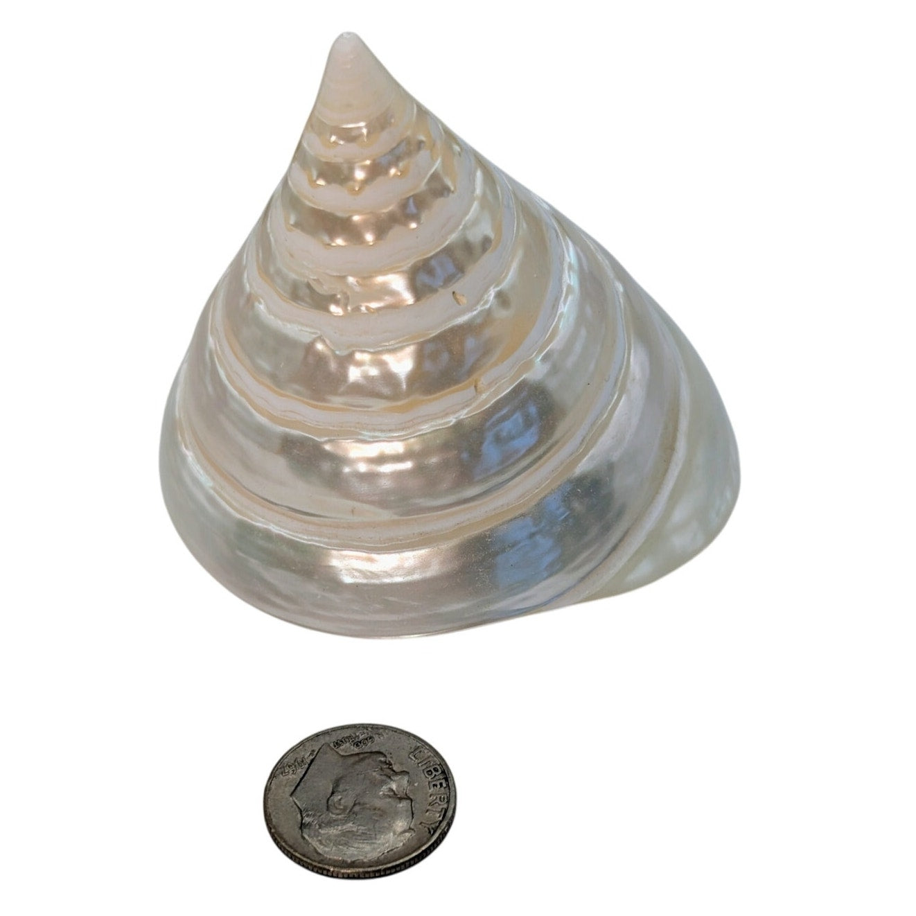 Seashell Spiral Silver/White Polished Trocha Turban Beach Shell