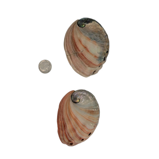Set of Two Natural Sea Shell Red Abalone Sea Shells