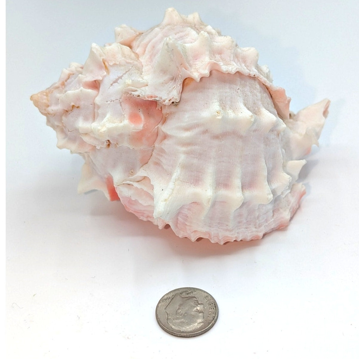 Pink Murex Conch Shell Display Seashell Coastal Beach Home Shell Decor