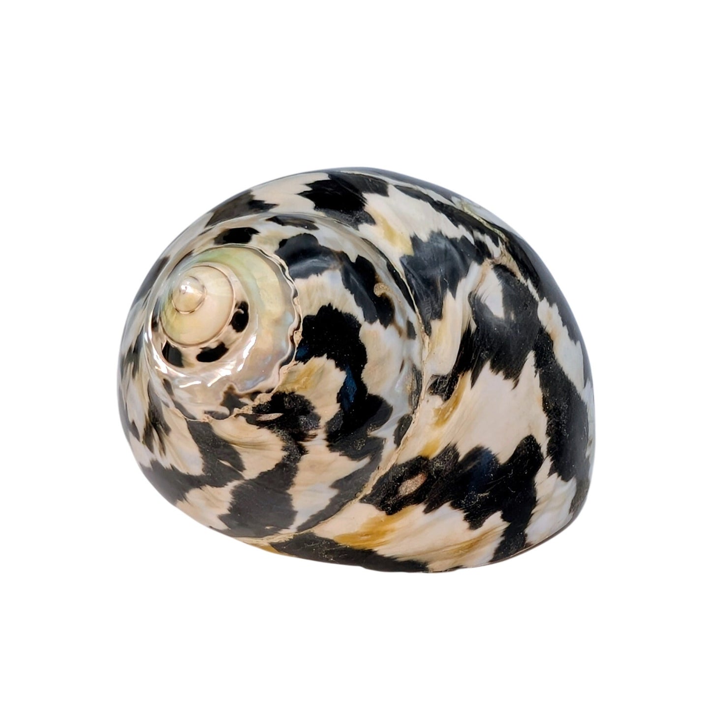 Set of Two Magpie Turbo Shell Black and White Seashell Coastal Decor