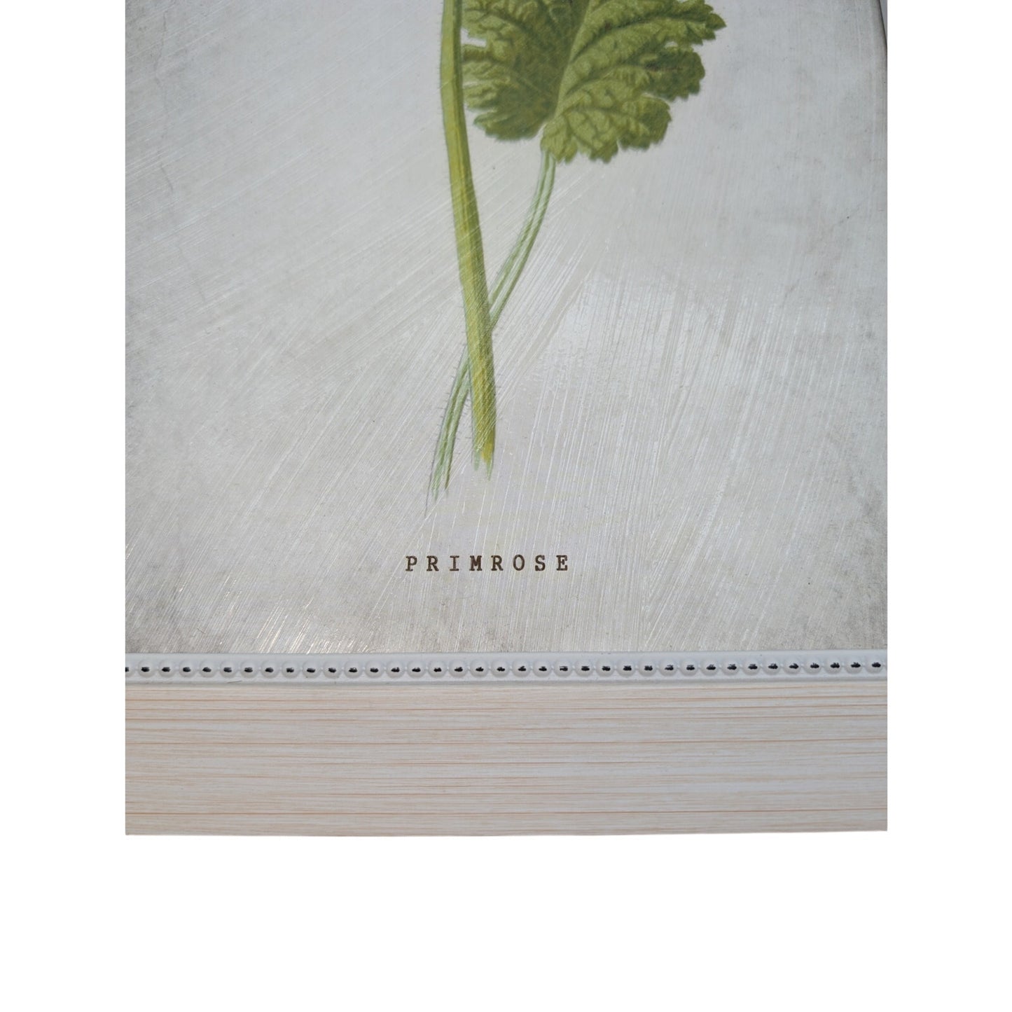 Kirkland's Home Birth Month Flower February Primrose Framed Picture