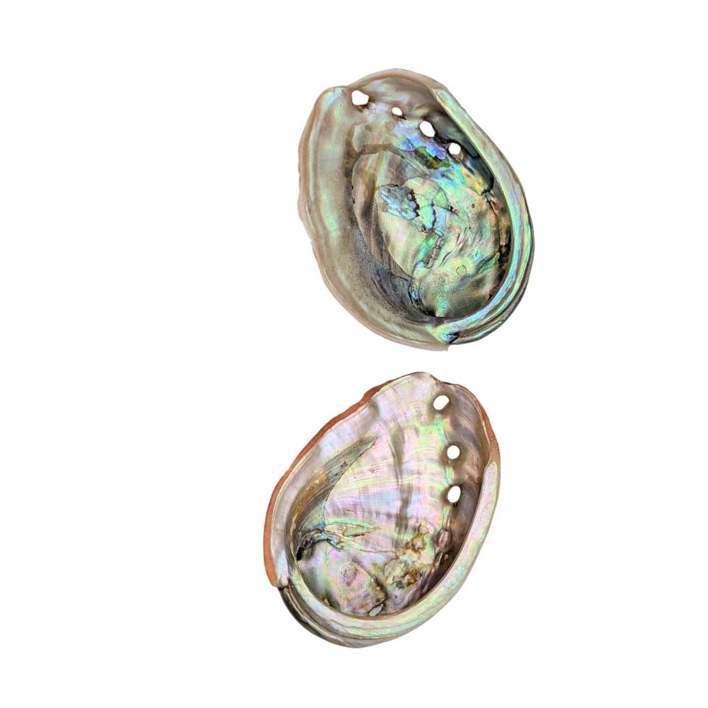 Set of Two Natural Sea Shell Red Abalone Sea Shells