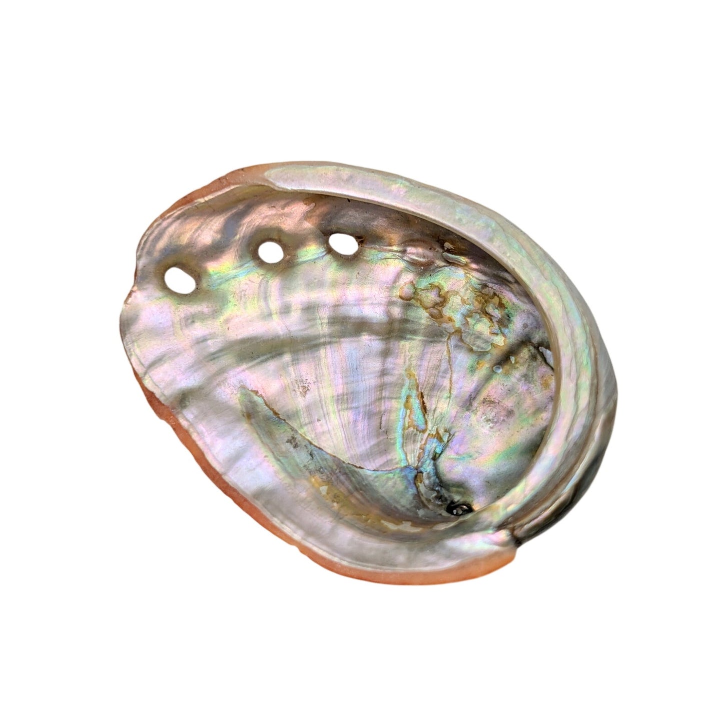 Set of Two Natural Sea Shell Red Abalone Sea Shells