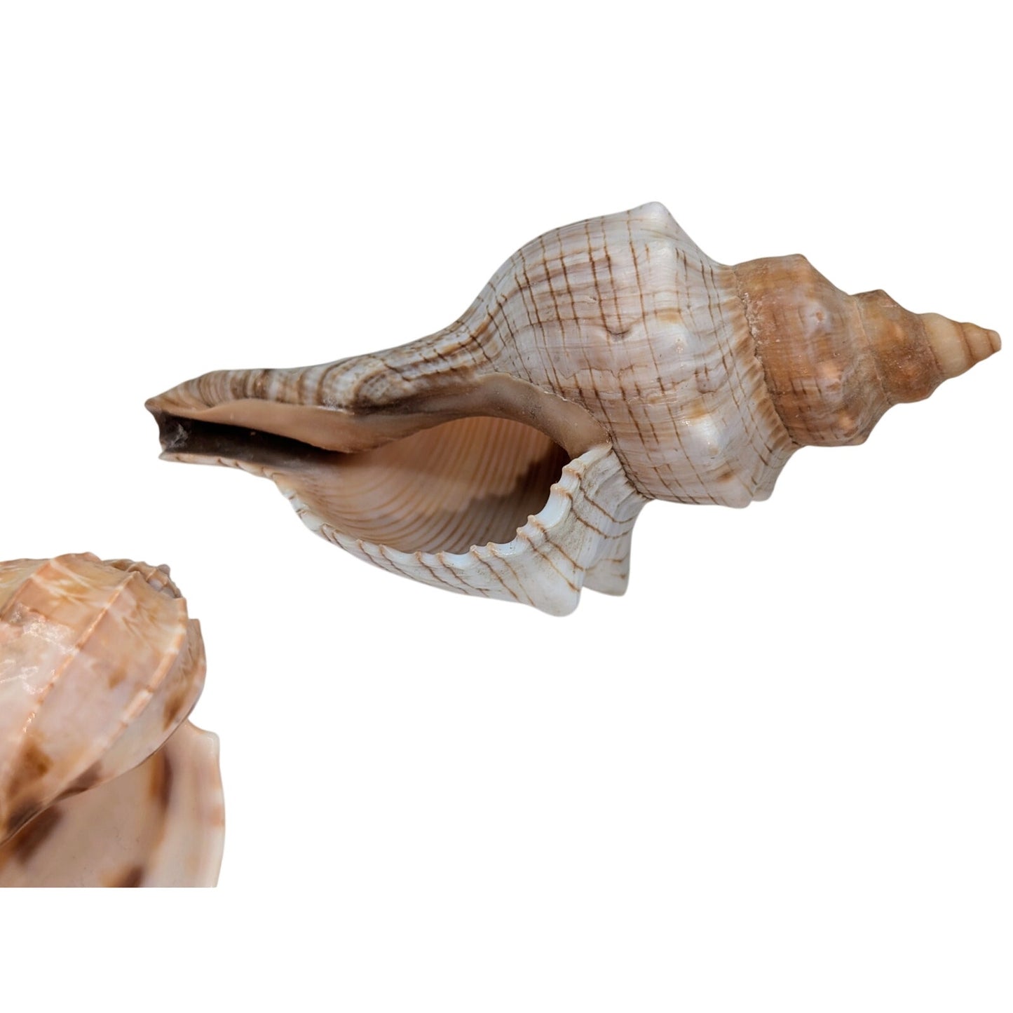 Fox & Harpa Davidis Sea Shell Coastal Decor
