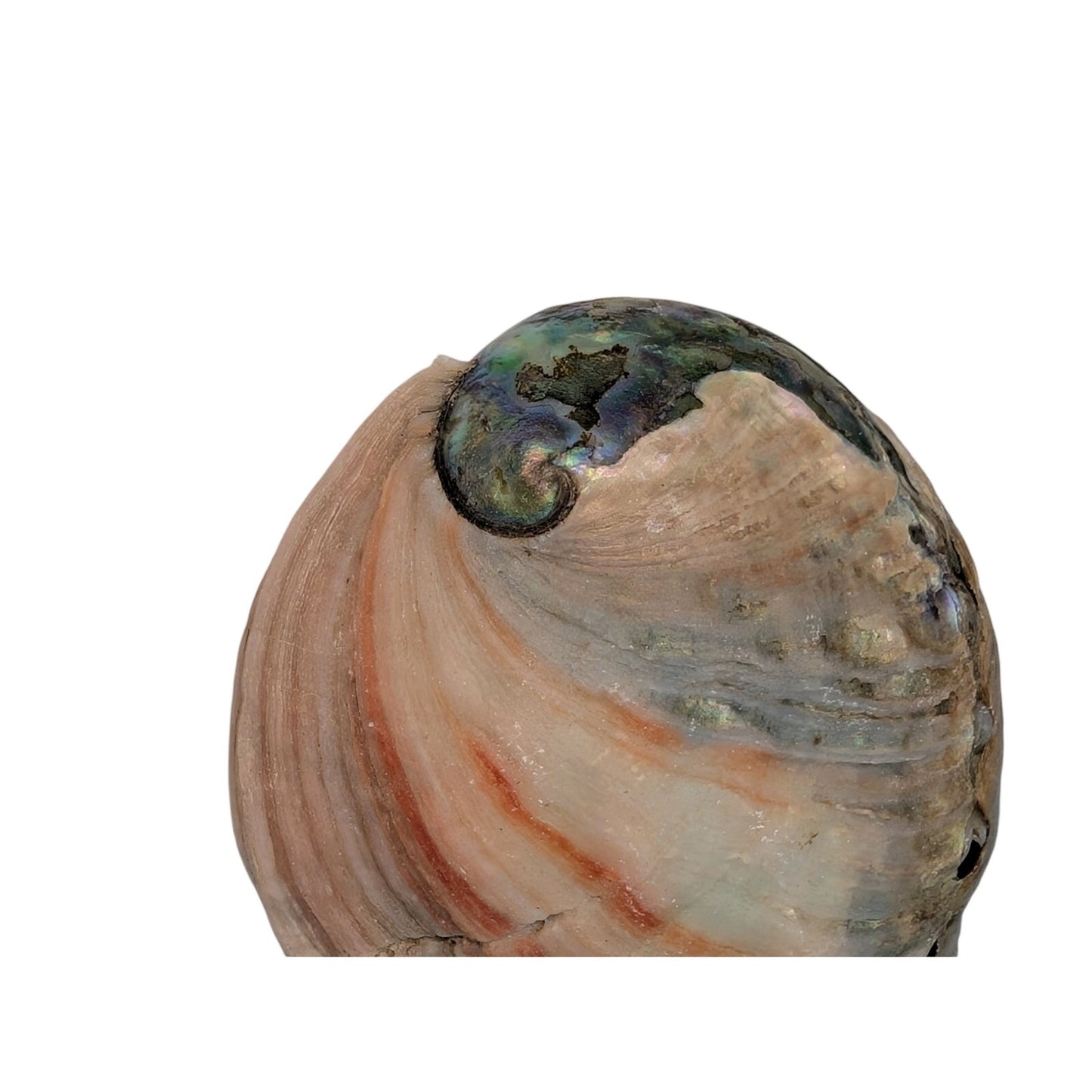 Set of Two Natural Sea Shell Red Abalone Sea Shells