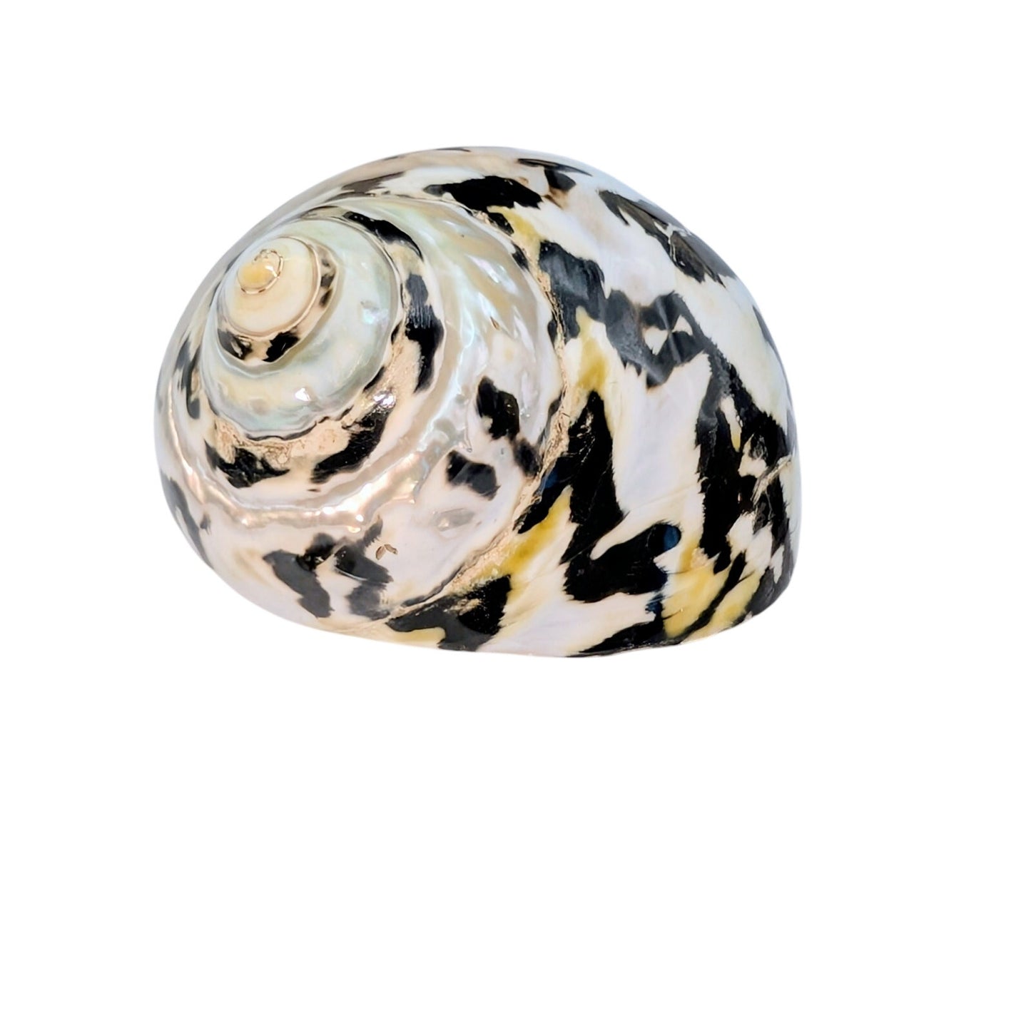 Set of Two Magpie Turbo Shell Black and White Seashell Coastal Decor