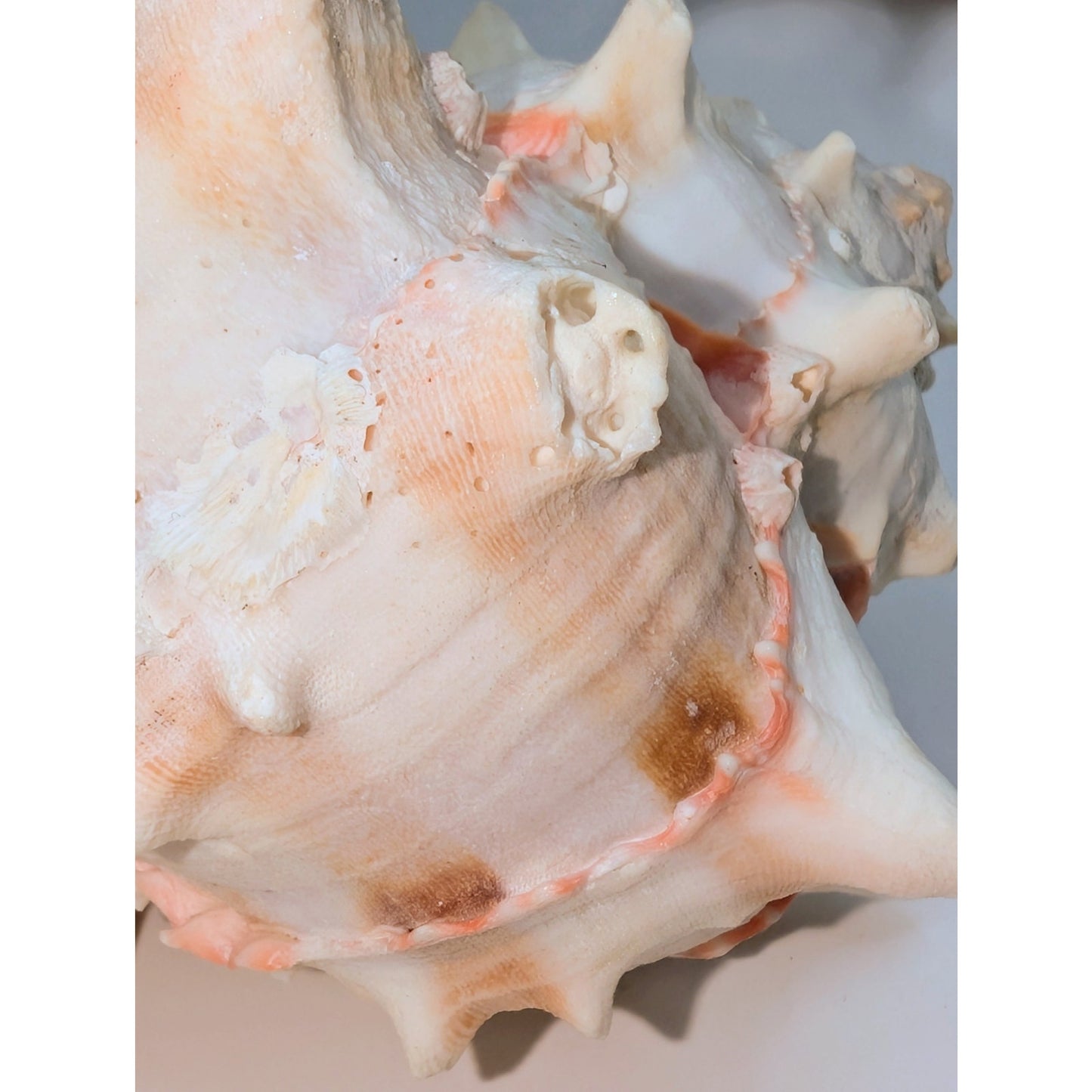 Natural Pink Murex Conch Sea Shell Coastal Beachy Decor