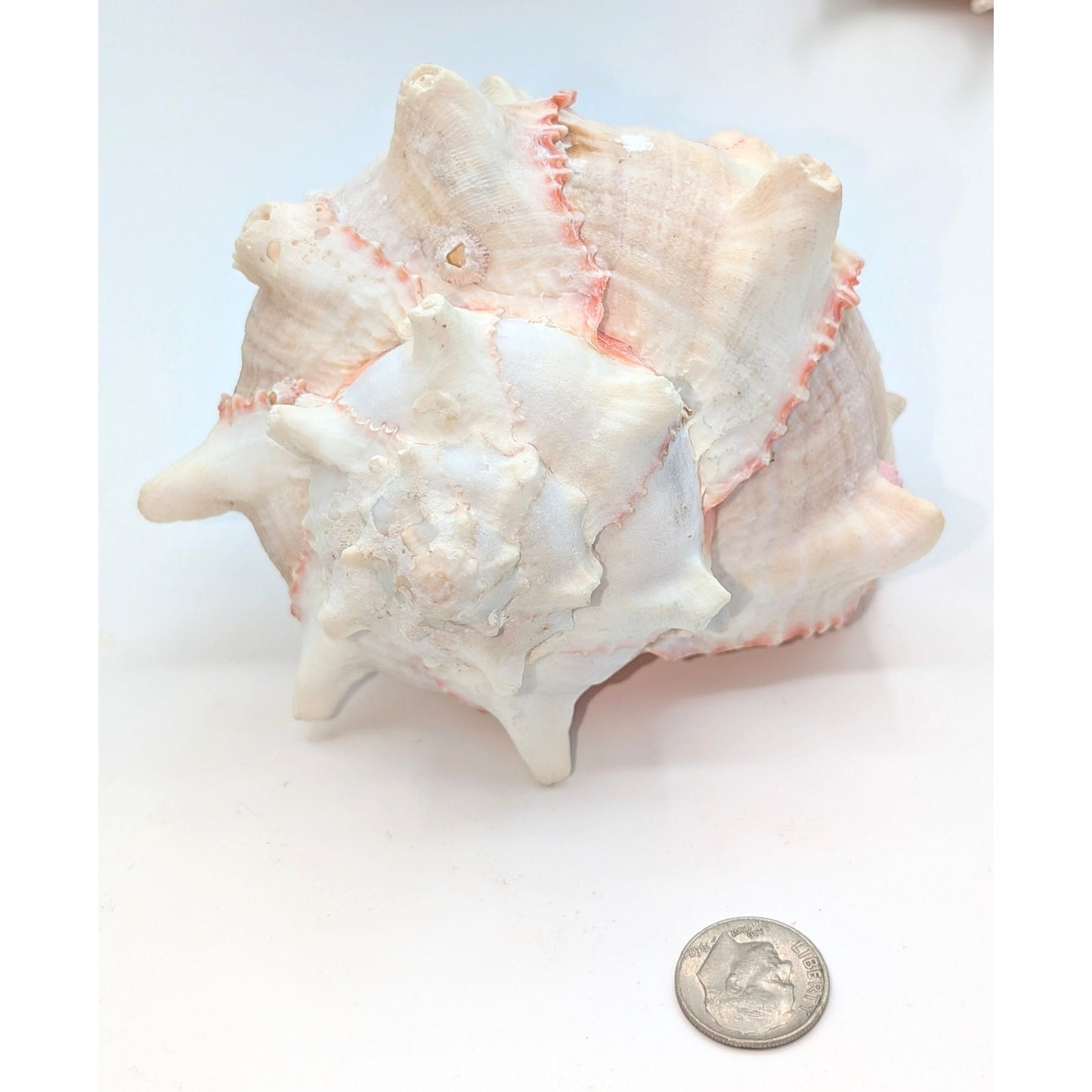 Natural Pink Murex Conch Sea Shell Coastal Beachy Decor