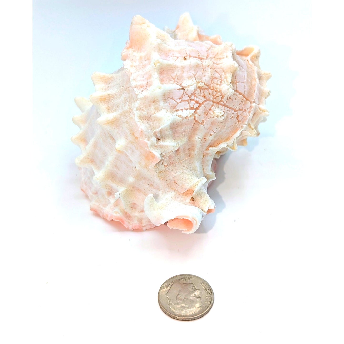 Pink Murex Conch Shell Display Seashell Coastal Beach Home Shell Decor