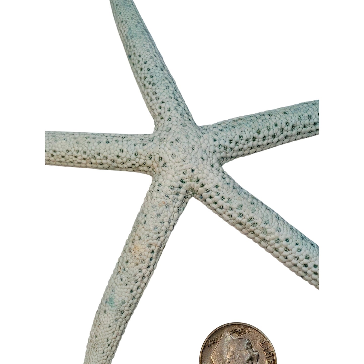 Large Dried Pale Blue Starfish Coastal Decor