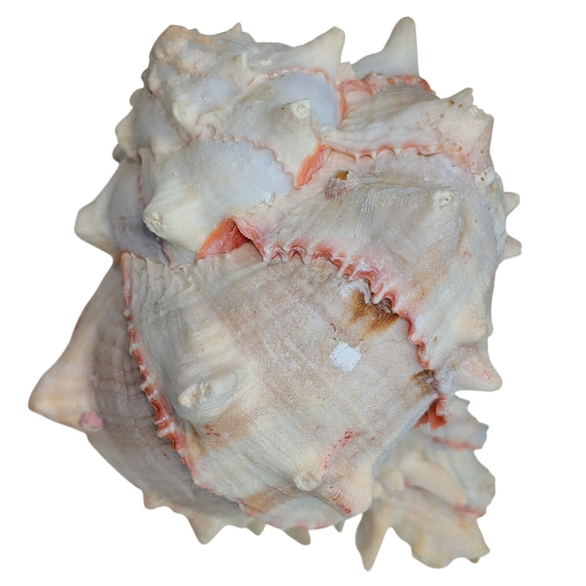 Natural Pink Murex Conch Sea Shell Coastal Beachy Decor