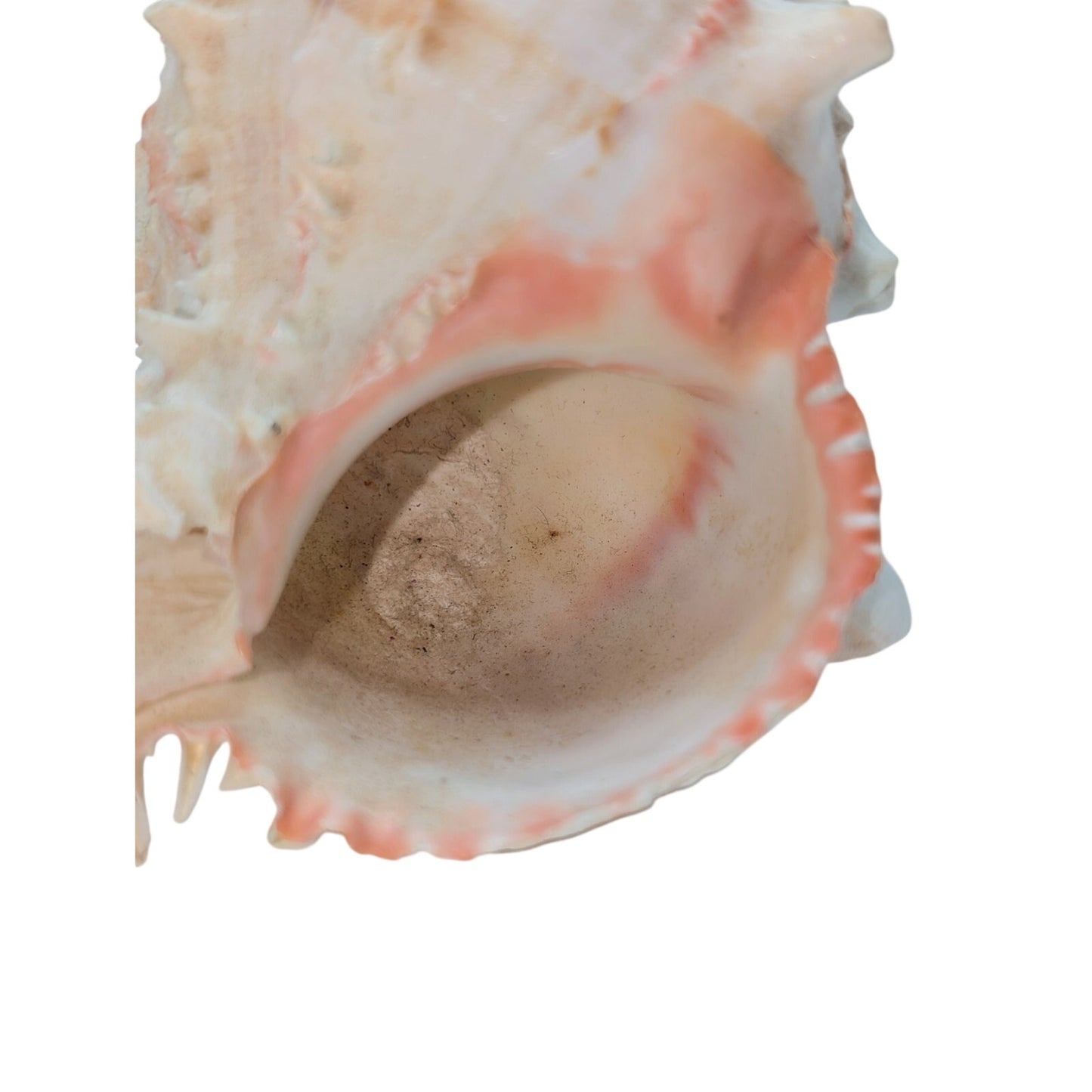 Natural Pink Murex Conch Sea Shell Coastal Beachy Decor
