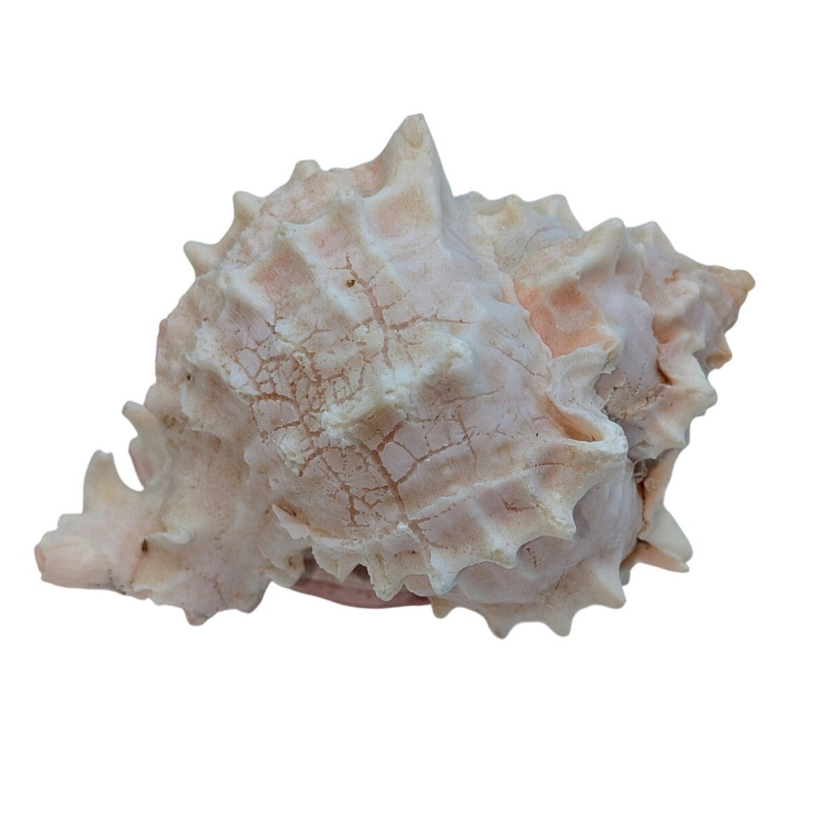 Pink Murex Conch Shell Display Seashell Coastal Beach Home Shell Decor