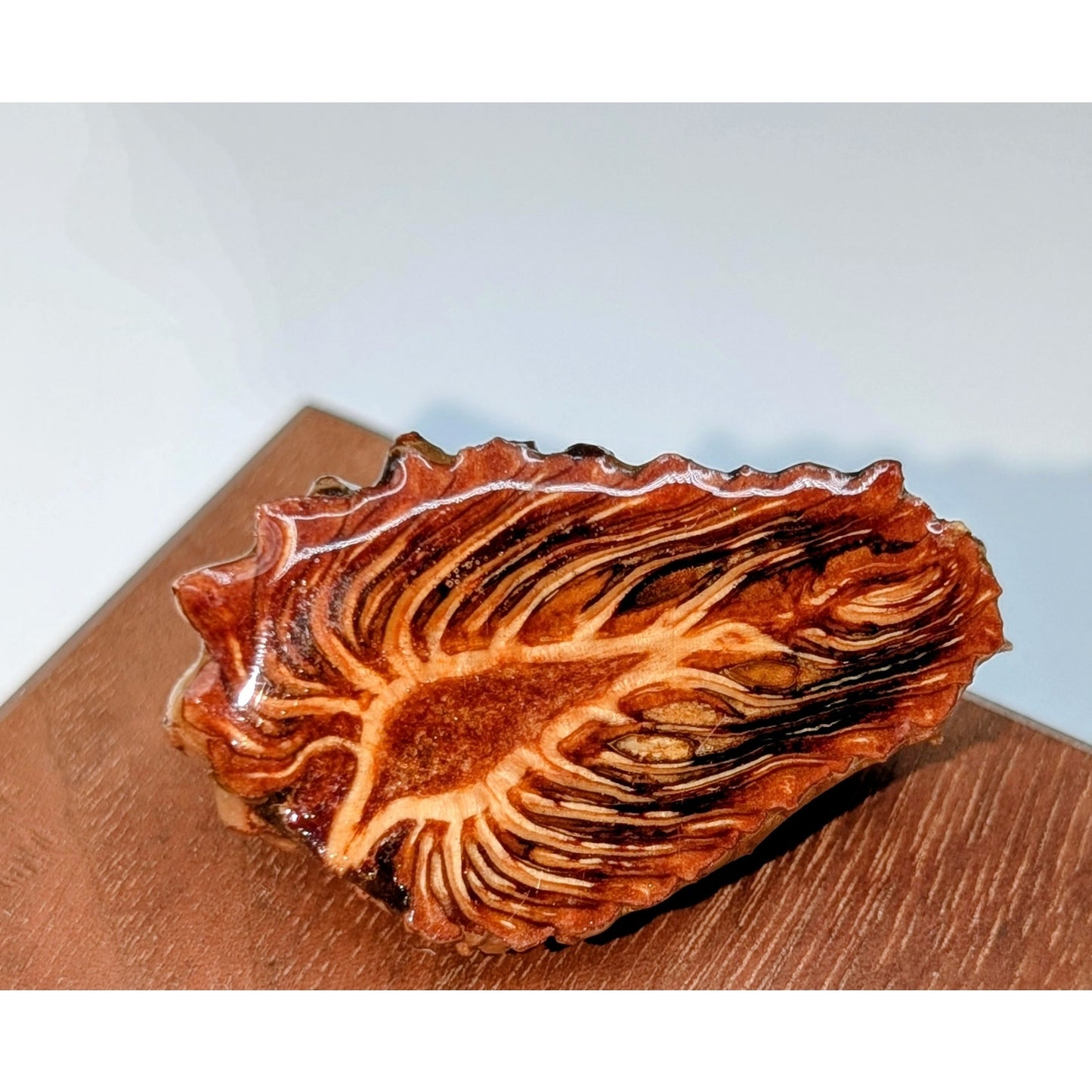 Halved Lacquered Pine Cone Pin