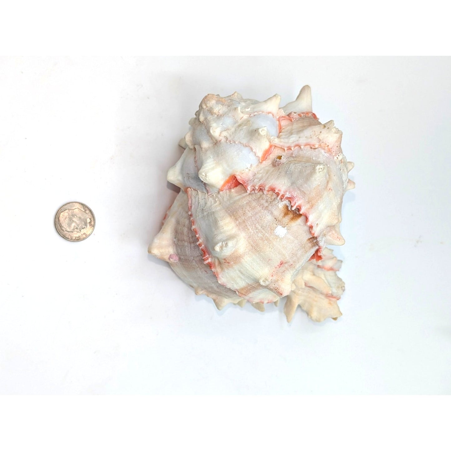 Natural Pink Murex Conch Sea Shell Coastal Beachy Decor
