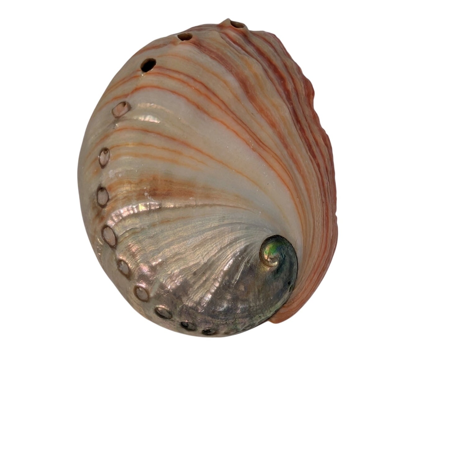 Set of Two Natural Sea Shell Red Abalone Sea Shells