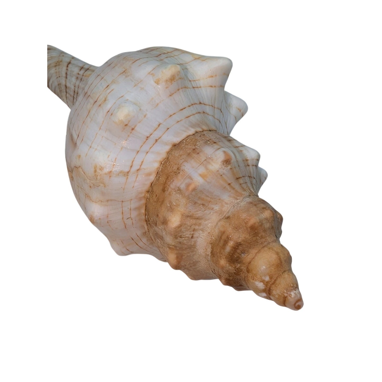 Fox & Harpa Davidis Sea Shell Coastal Decor