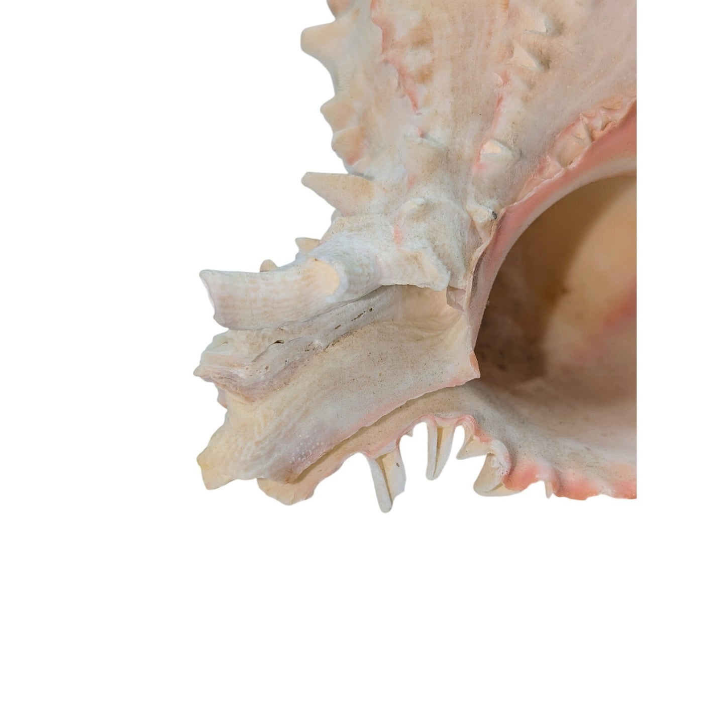 Natural Pink Murex Conch Sea Shell Coastal Beachy Decor