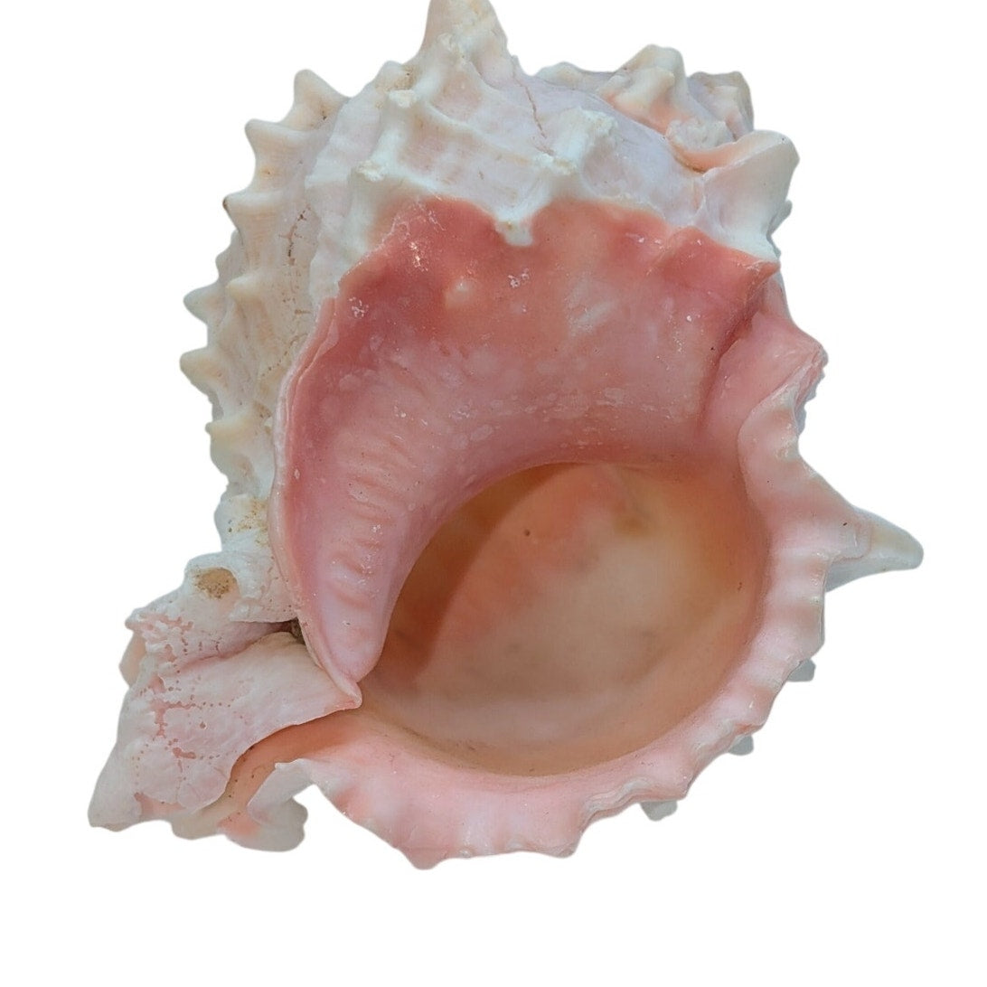 Pink Murex Conch Shell Display Seashell Coastal Beach Home Shell Decor