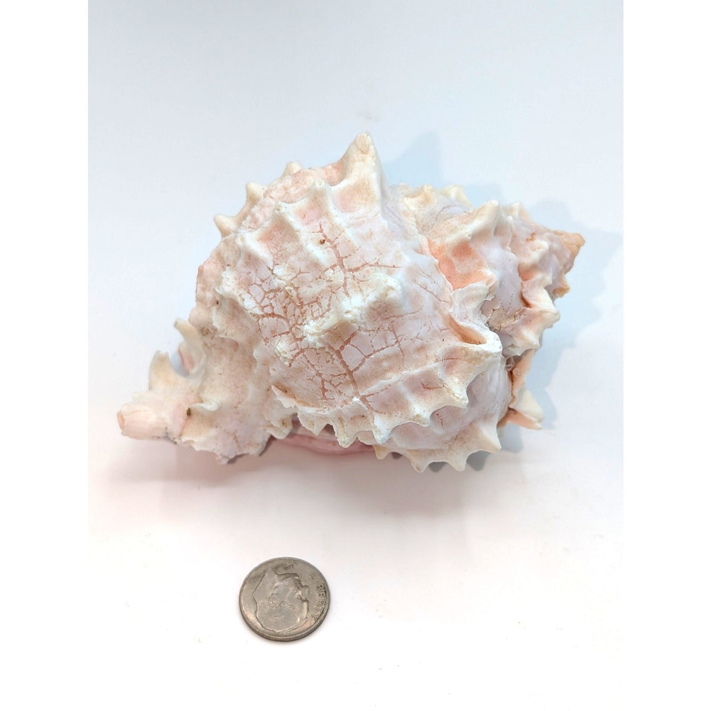 Pink Murex Conch Shell Display Seashell Coastal Beach Home Shell Decor