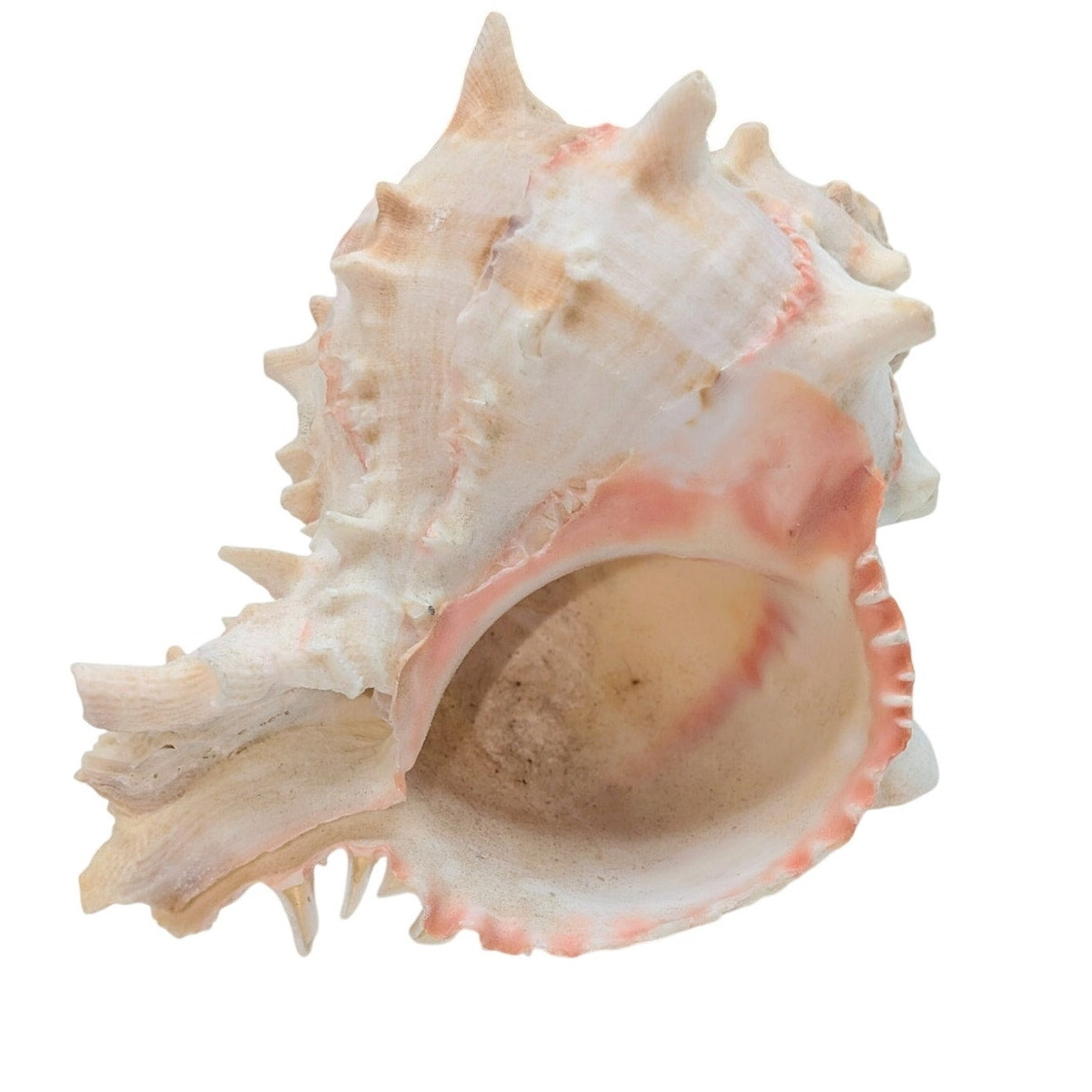 Natural Pink Murex Conch Sea Shell Coastal Beachy Decor