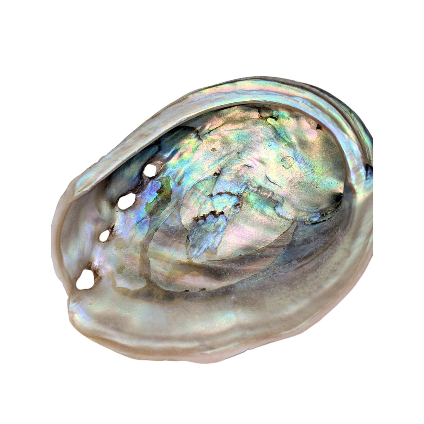 Set of Two Natural Sea Shell Red Abalone Sea Shells