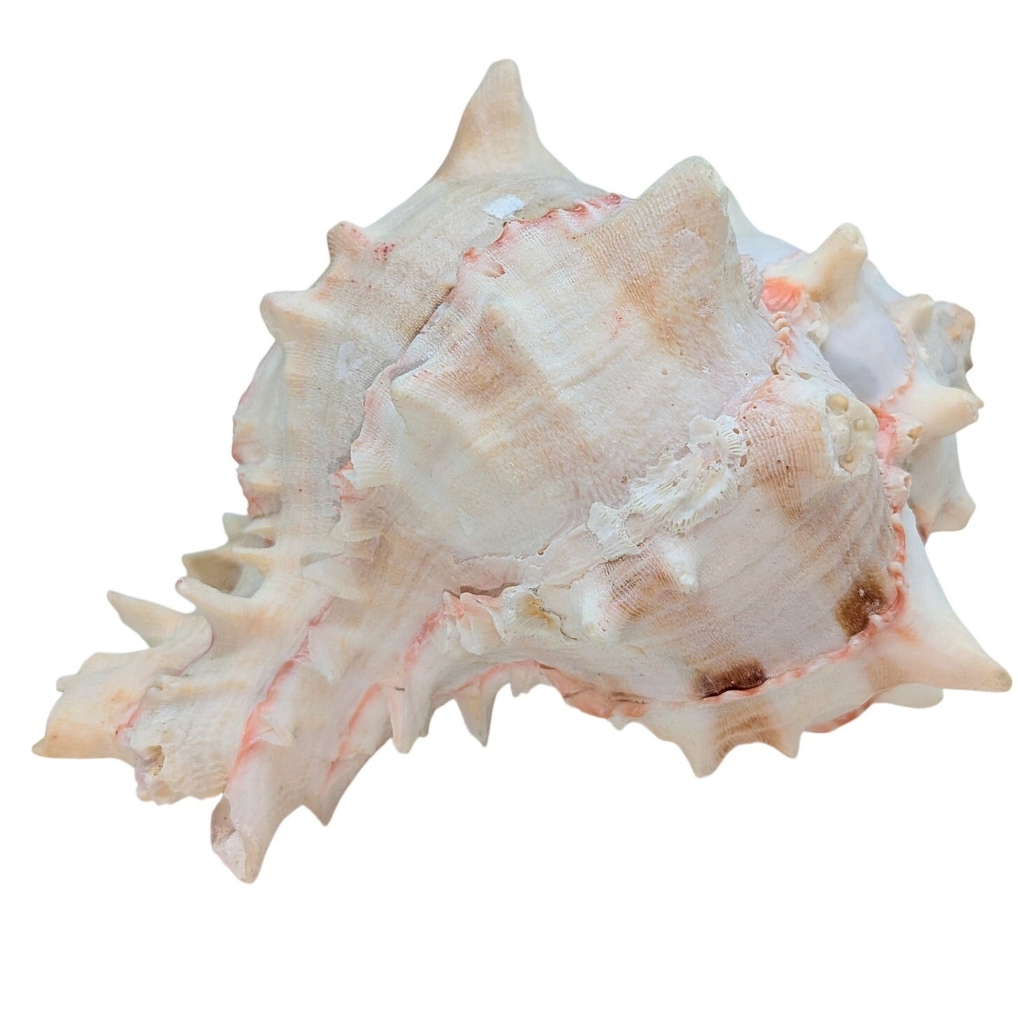 Natural Pink Murex Conch Sea Shell Coastal Beachy Decor