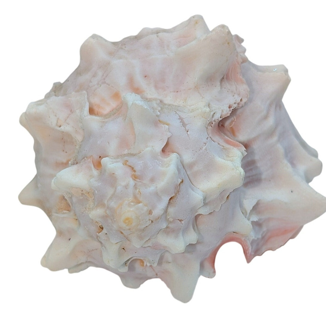 Pink Murex Conch Shell Display Seashell Coastal Beach Home Shell Decor