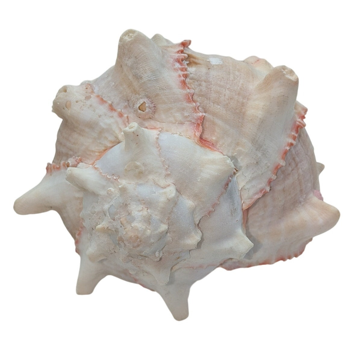 Natural Pink Murex Conch Sea Shell Coastal Beachy Decor