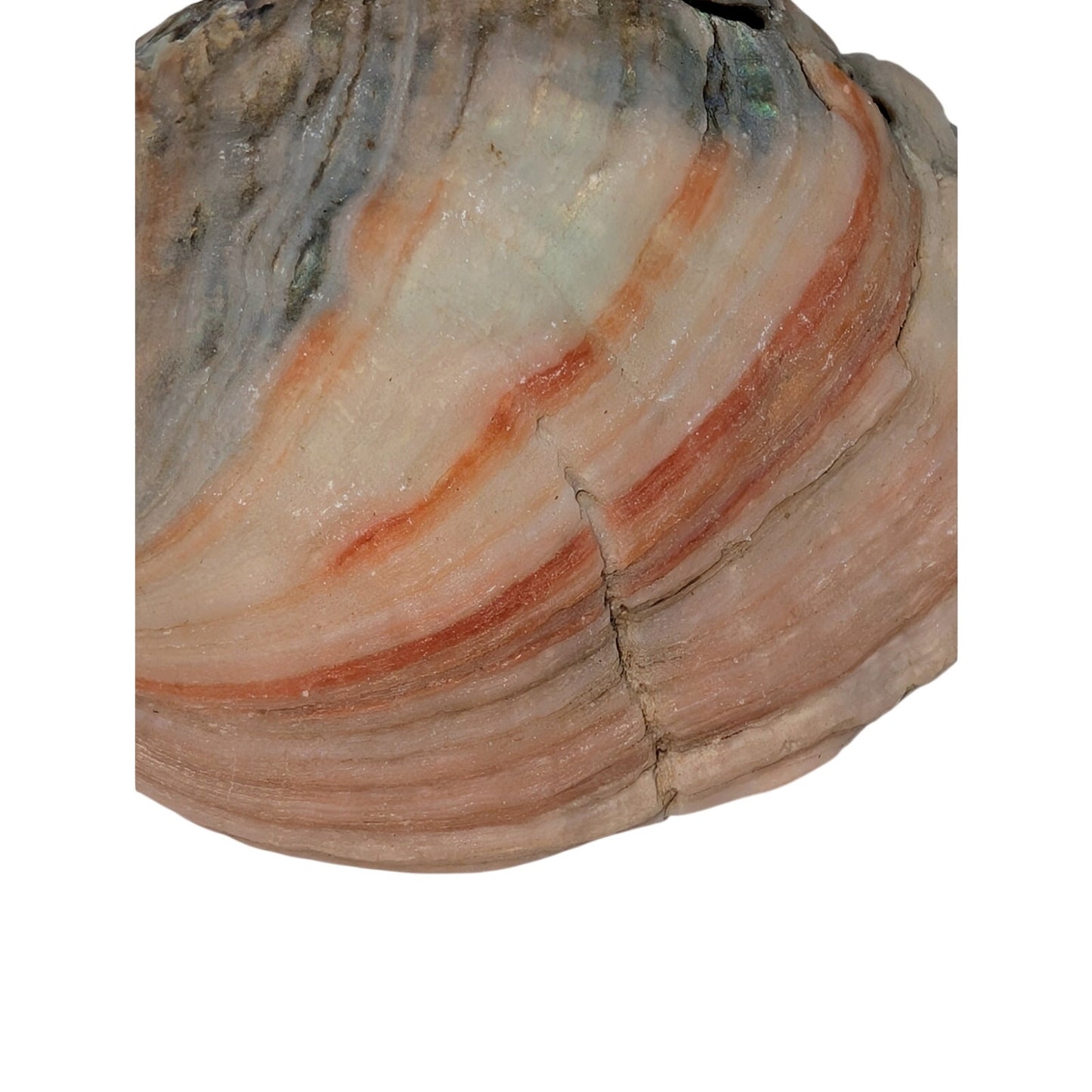 Set of Two Natural Sea Shell Red Abalone Sea Shells