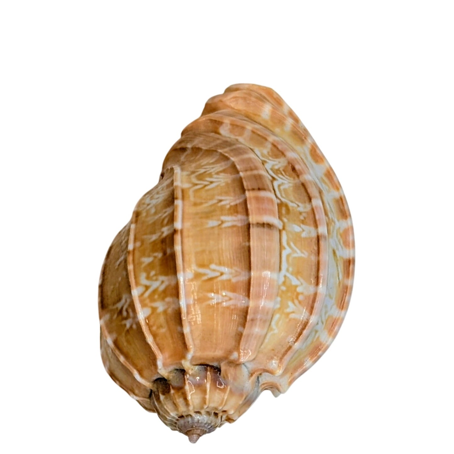Fox & Harpa Davidis Sea Shell Coastal Decor