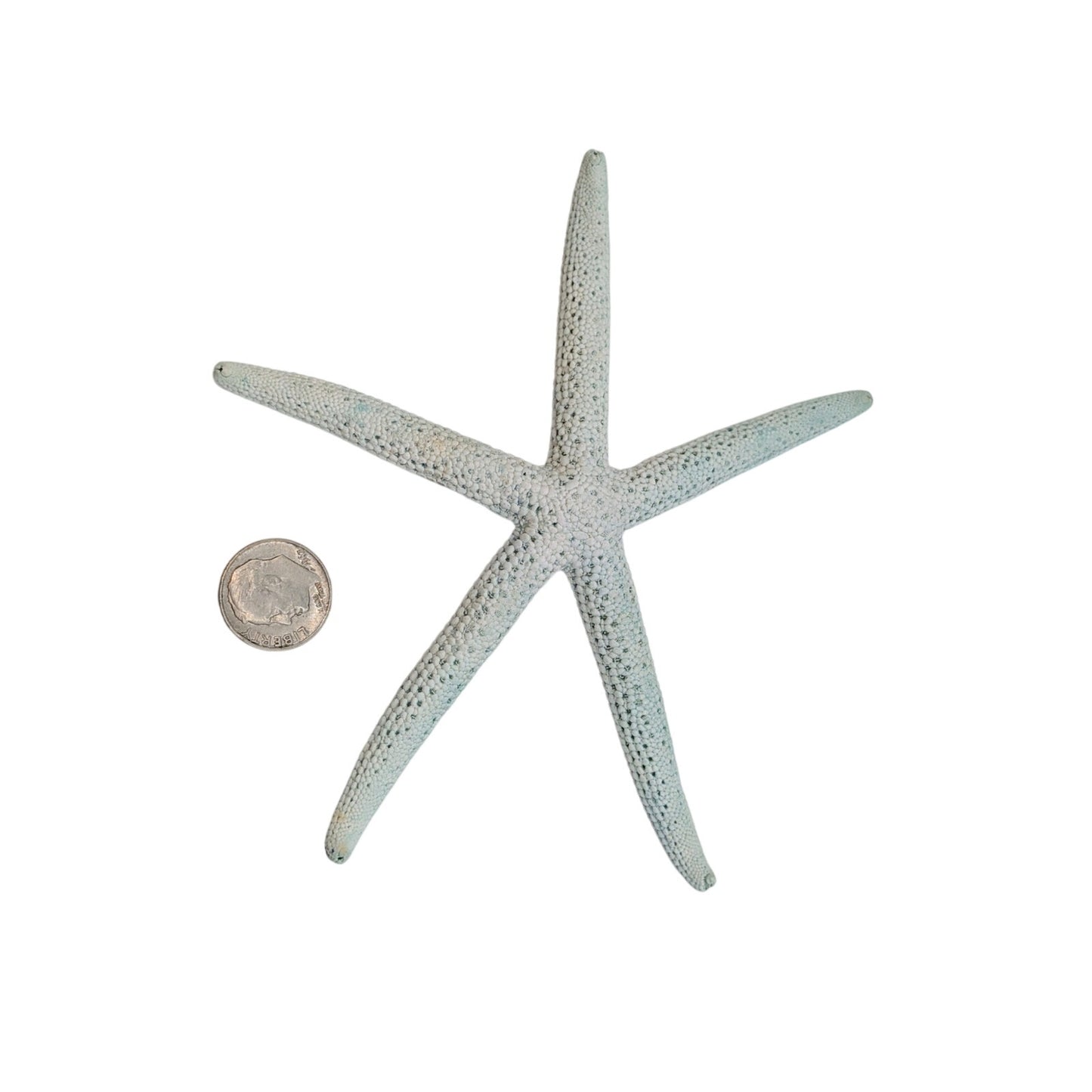 Large Dried Pale Blue Starfish Coastal Decor