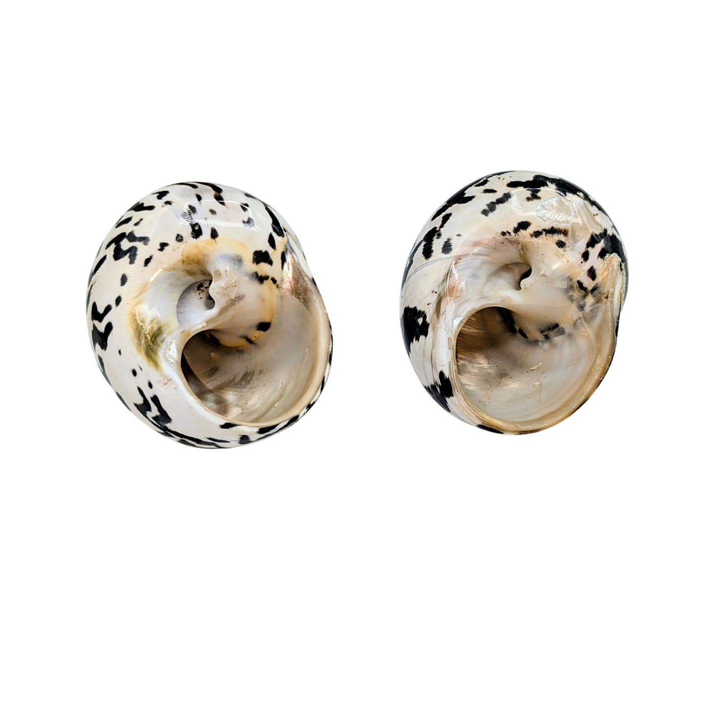 Set of Two Magpie Turbo Shell Black and White Seashell Coastal Decor