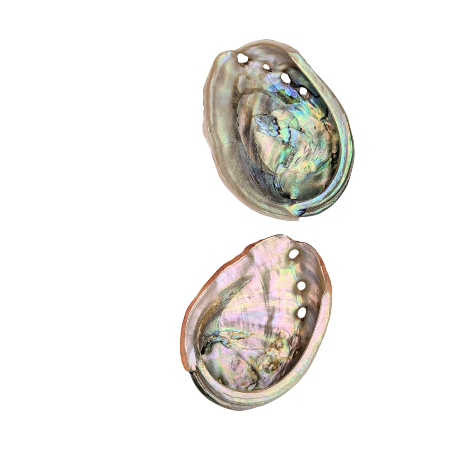 Set of Two Natural Sea Shell Red Abalone Sea Shells
