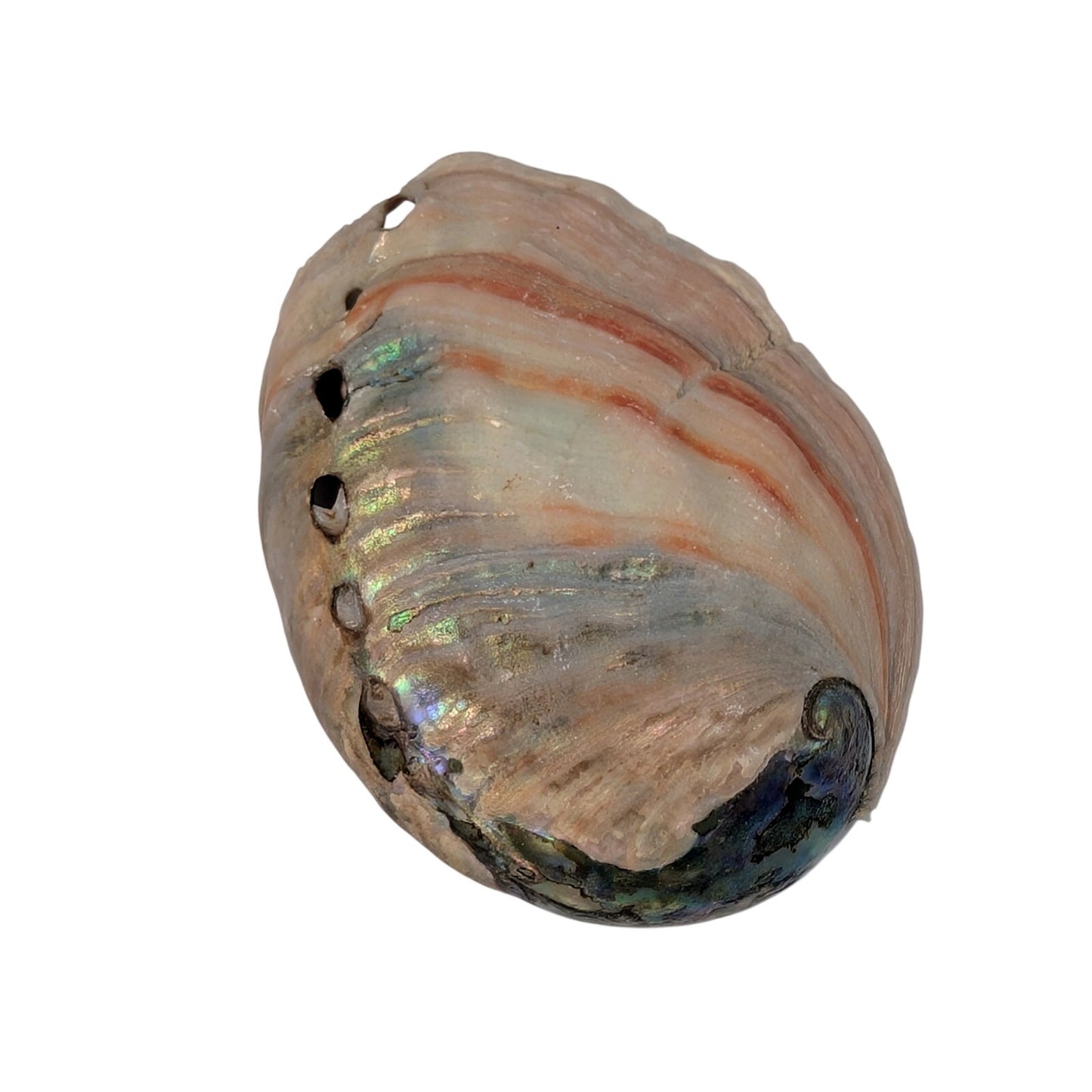 Set of Two Natural Sea Shell Red Abalone Sea Shells