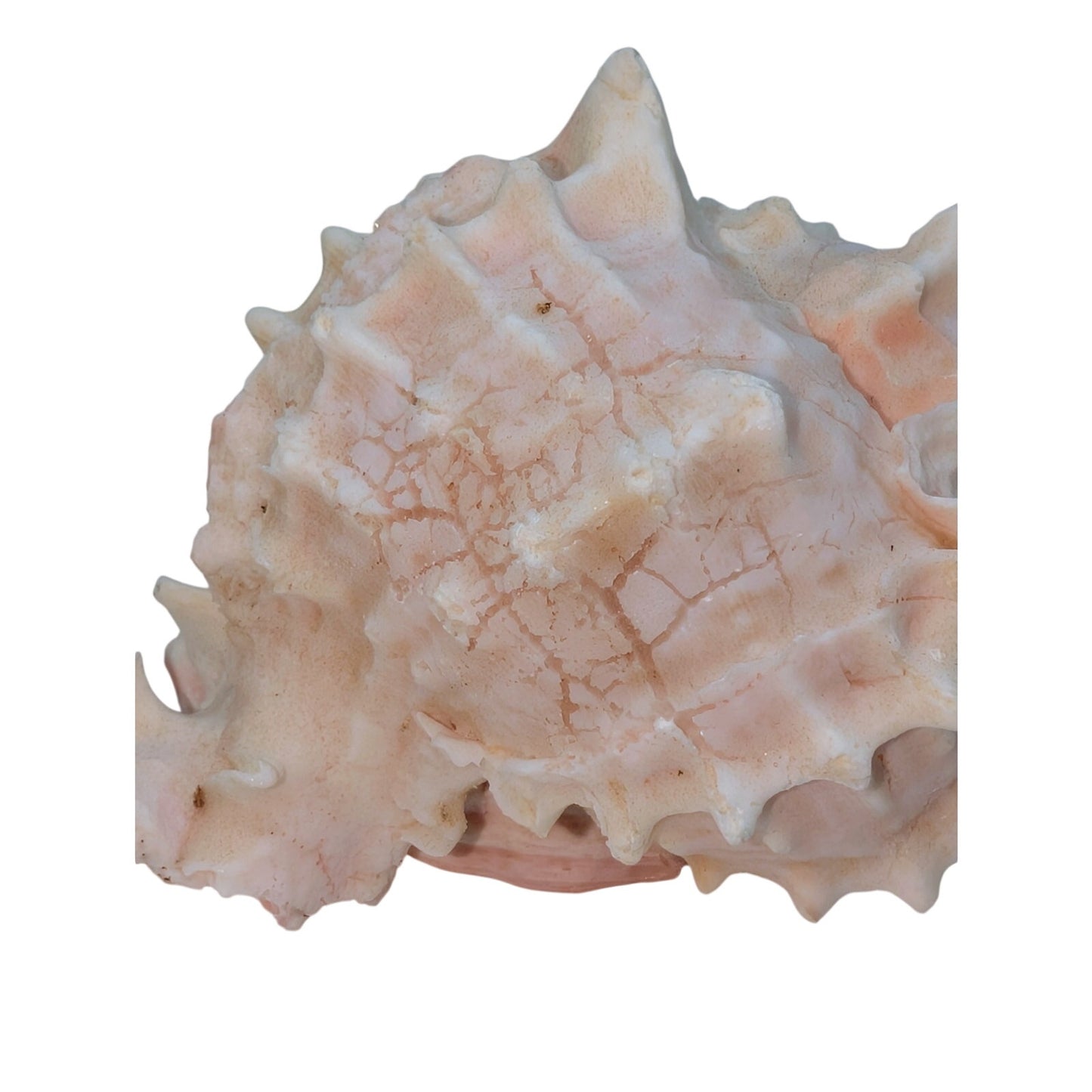 Pink Murex Conch Shell Display Seashell Coastal Beach Home Shell Decor