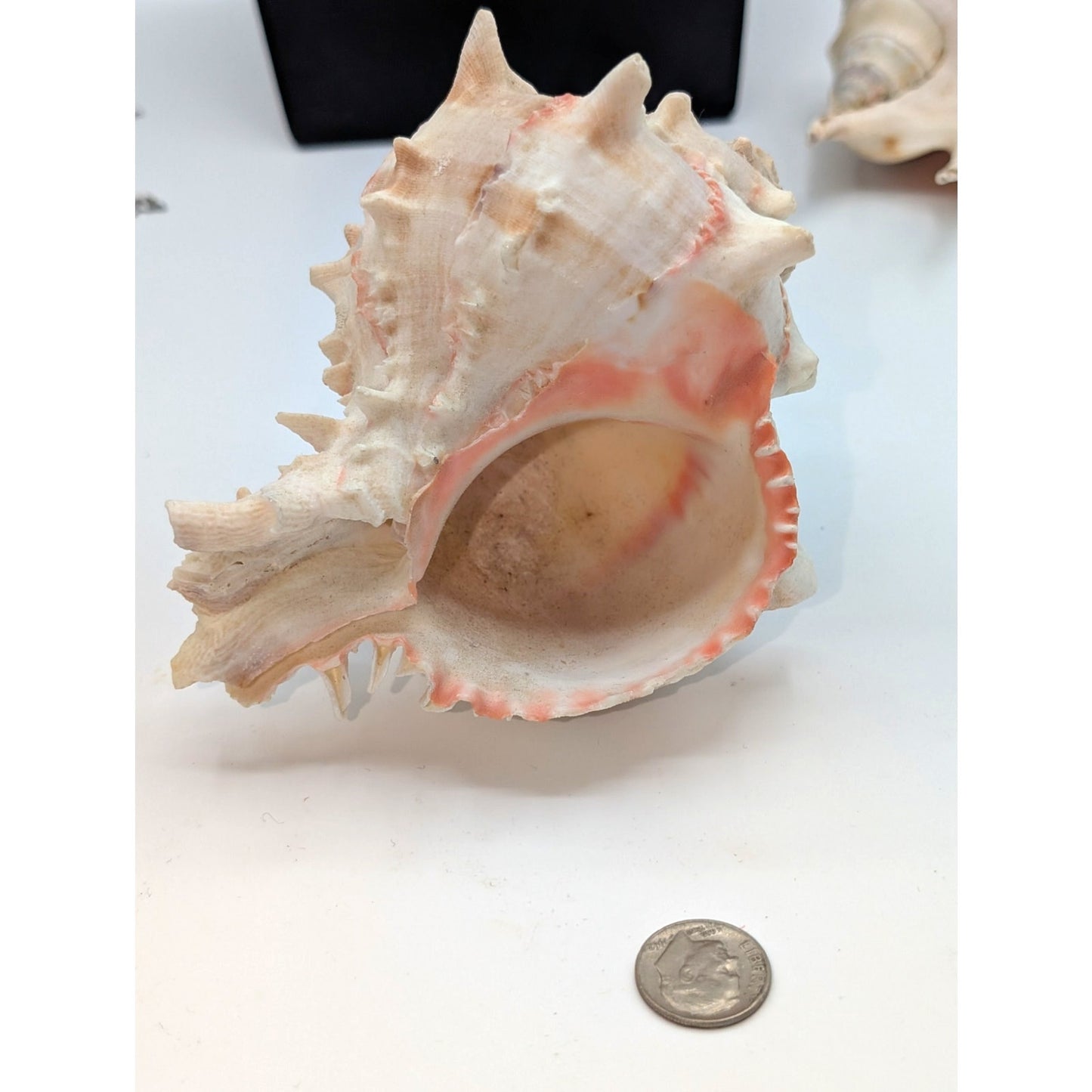 Natural Pink Murex Conch Sea Shell Coastal Beachy Decor